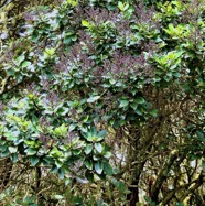 Nuxia verticillata.bois maigre.stilbaceae.endémique Réunion Maurice..jpeg